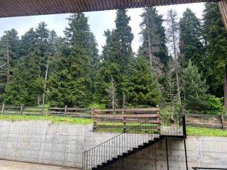 Woods Inn Kokta-Mitarbi - 7