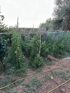 Te Nana's Farm - 5