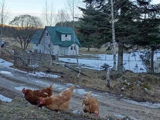 Holiday Home Krejović - Žabljak - 8