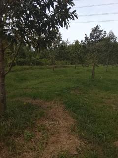 Nature Bungalow & Camp - Phatthalung - 5