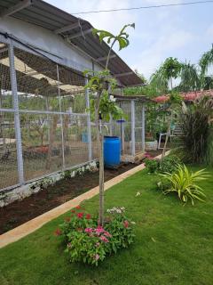 Nana's Farm and Resort - 5