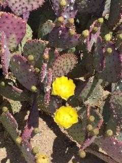 Cute Stargazing Yurt near Joshua Tree National Park, California - 3