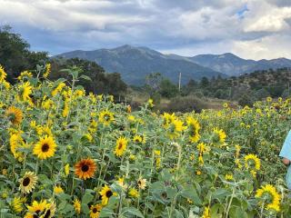 Rustic Log Cabin on Eco-Friendly Farm near Taos, New Mexico - San Cristobal - 6
