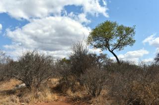 Bush Babies Camp - - 6
