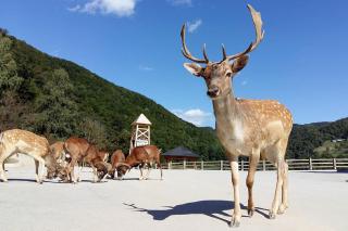 F95 AQUALUNA KAMP NATURA PODČETRTEK swimming card not included - 1