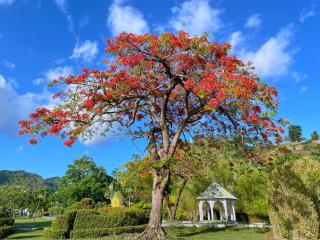 Ocean Oasis Hotel Dominica - 6