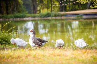Maison du Garde Forestier au cœur des Châteaux de la Loire - Cour-Cheverny - 1