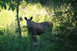 Lysviks guesthouse met ruime tuin en extra service - 1