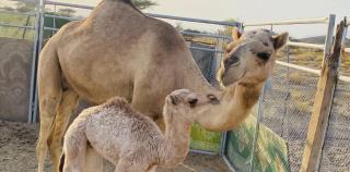 Jabreen Castle Camping -  - 2