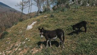 Villaggio Rurale Le Sette Querce - Sesto Campano - 9