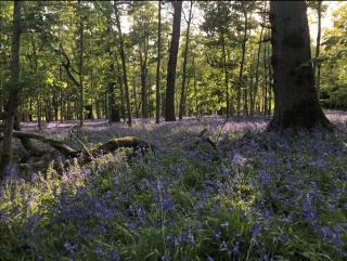 Windmill Farm - Yarnton - 5