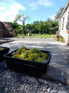 Finca Las Higueras - Cafayate - 7