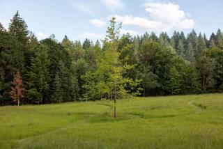 The Carly Fern Lodge - 7