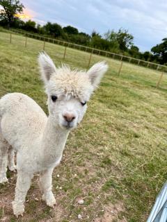 Four Bedroom House With Private Pool - Stunning countryside location with parking close to Chester City Centre - 2
