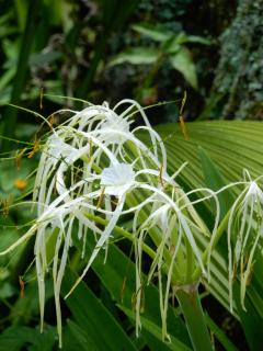 Eco Camping Jarabacoa - 3