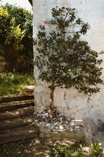 La casa de los árboles - 8