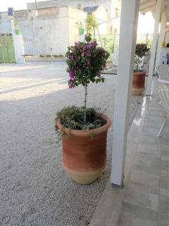 Gli Oleandri - Altamura - 4