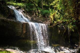 Koroi Forest Camp - 1