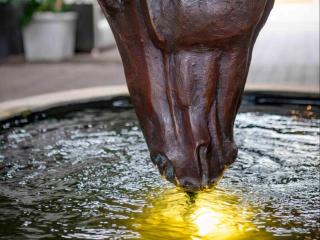 Rhone Hill Polo Club - 5