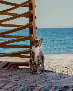 Natural Lodge - Dahab - 4