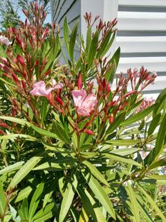 Ferme de ussau - Betchat - 2