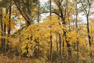 "Lumber Lodge" - Comfy & Woodsy Stay in RRG/Auxier - 2