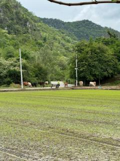 Khao Poon Camping - 2