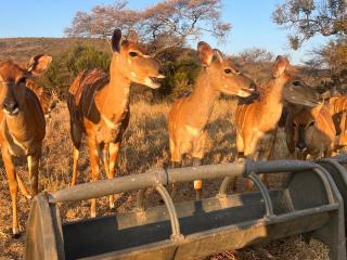 Welgedacht Lodge - Cullinan - 8