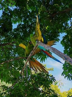 Hotel Boutique The Green Jungle House - 9