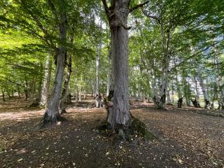 Nikorstminda glamping - Batoni's forest - 6