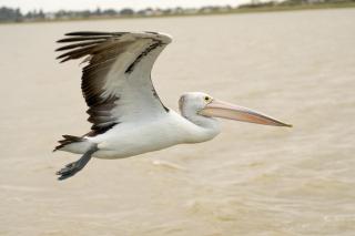 Leeside - Goolwa South - 9