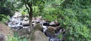 Jungle River Heaven Ella - Ella - 3