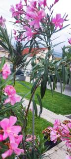 Soko S apartmani - 1
