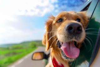Dog Friendly Hot Tub Walk to Beach - Southern Shores - 8