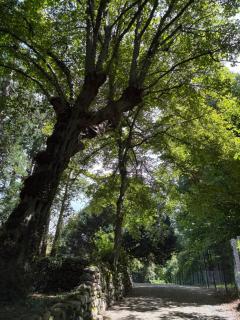 La Casa nel Bosco - 0