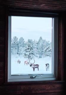 Reindeer Riverfront Aurora lodge - 1