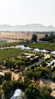 Campera Valle de Guadalupe - Ensenada - 5