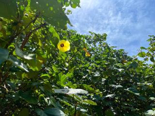 Guest House Suntoru - Ishigaki Island - 6