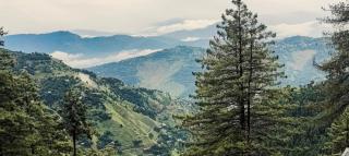 Anna's Treehouse - Khaira Gali - 7