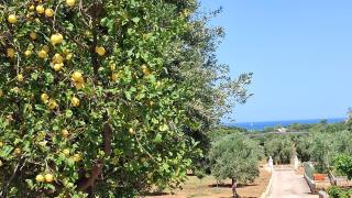 Il Pomo Bianco - 1