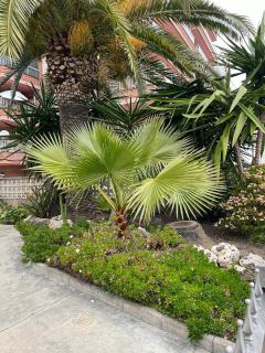 LC Duplex Mara La Pineda - 2