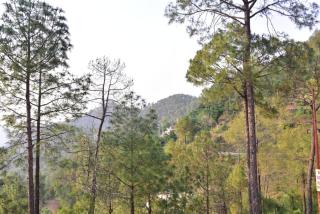 Inder Homestay Kasuali - Kasauli - 5