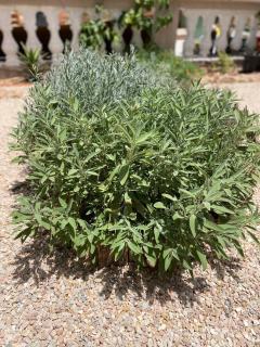 Dar Minel- Deine Wohlfühloase mit Garten und Sonnenterasse - Zaouit Massa - 4
