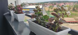 Apartman 022 - Smederevska Palanka - 1
