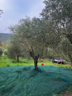 Villa Antonia Castellabate - Castellabate - 9
