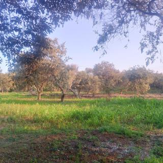 Mastev Campsite Undeveloped - 6