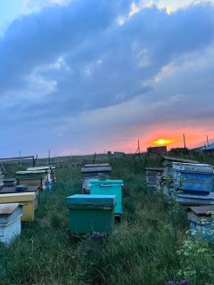 Honey home - Chʼkalovka - 7