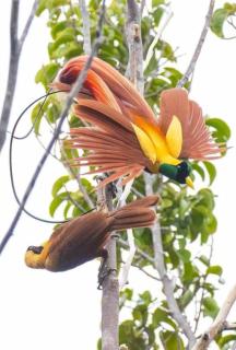 Mamatua N Saleo Villa - 2