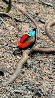 Mamatua N Saleo Villa - 6