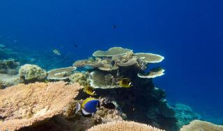 Suncoral Maldives - Kondey - 6